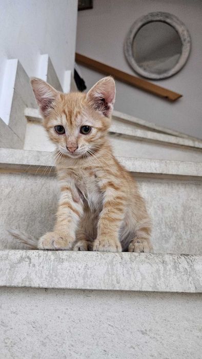 Подарявам малки котета