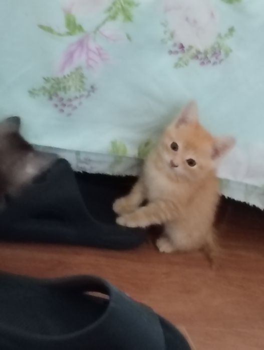 Отдам котят в добрые руки