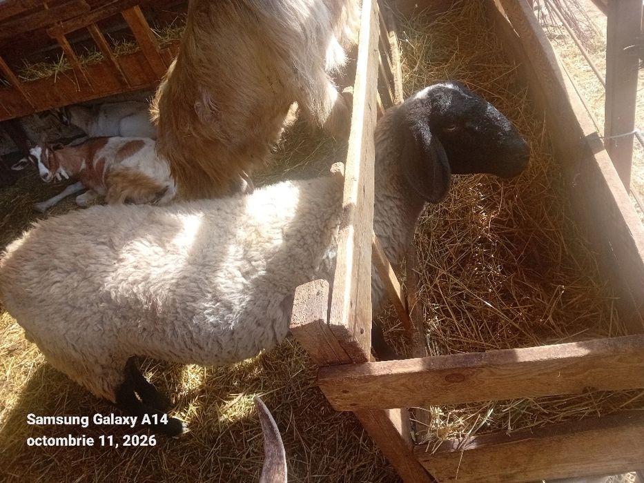 De vânzare 3 oi și un berbec
