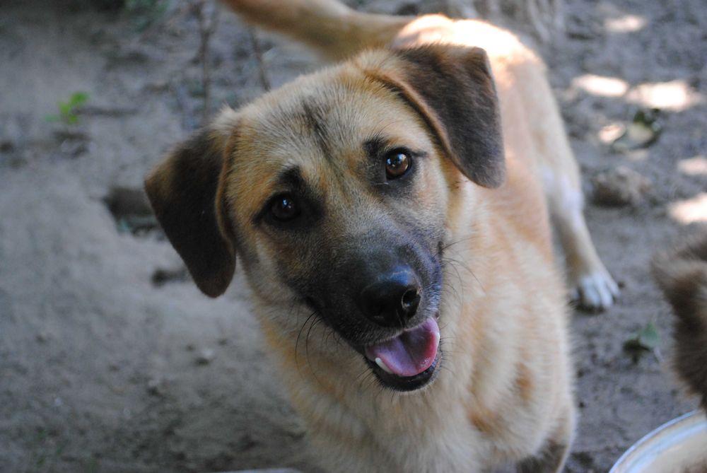 Vând aparat foto DSLR Nikon D3000 – stare foarte bună, pachet complet