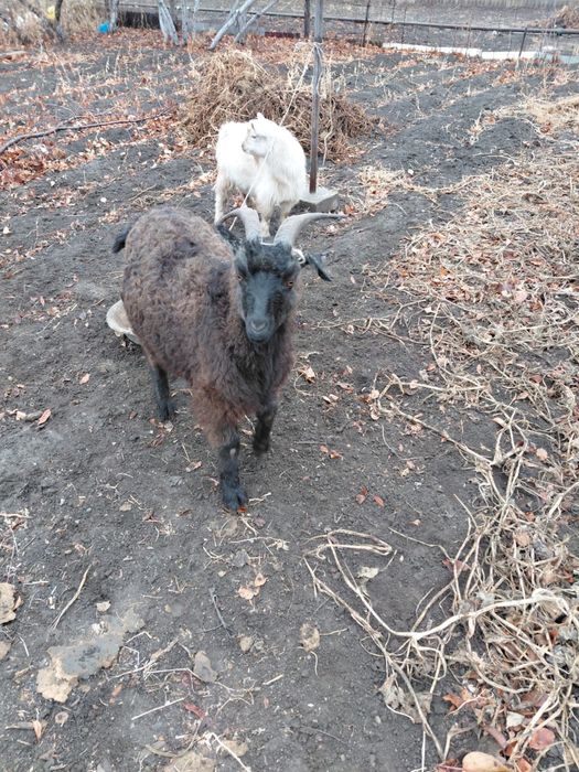 Продам Козы!! Цена договоримся