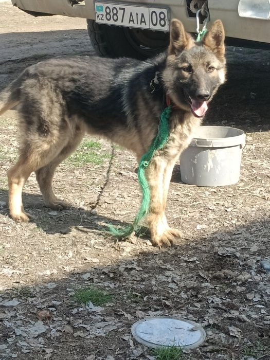 Овчарка немец бельгииски смес