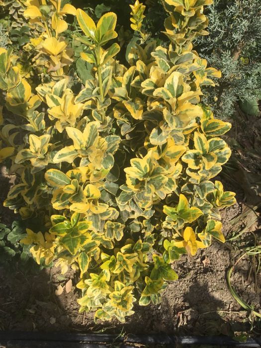 Iyanomis Yaponika sotiladi