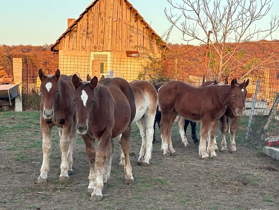 Vând 7 Mânji 5 Mânze și 2 Armigi