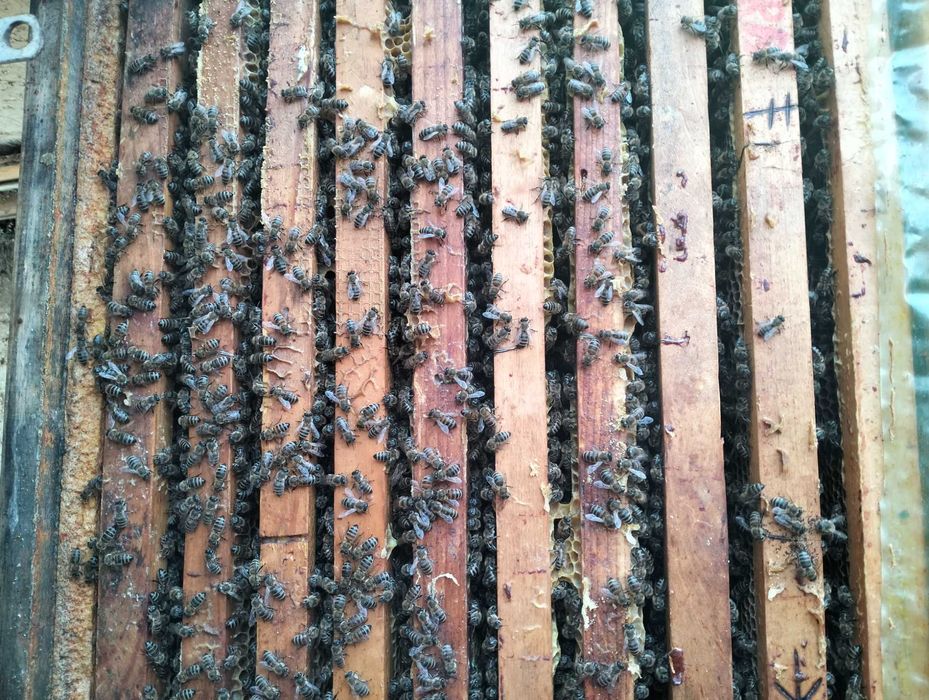 Vând familii albine