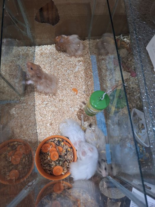Hamsteri sirieni