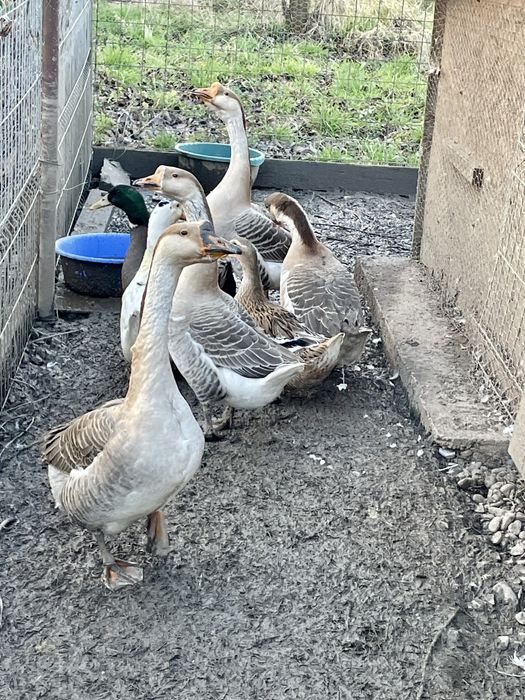 Vand gaste toulouse si rate mute tinere, foarte frumoase