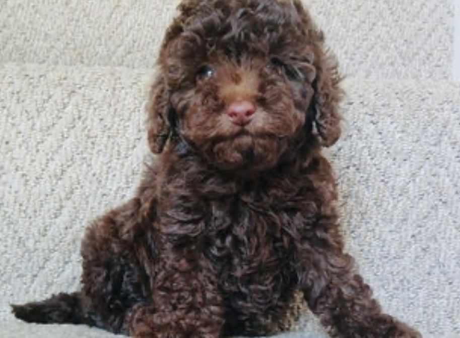 Мини пудел той  пудел