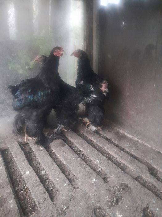 Продам куры молодняк