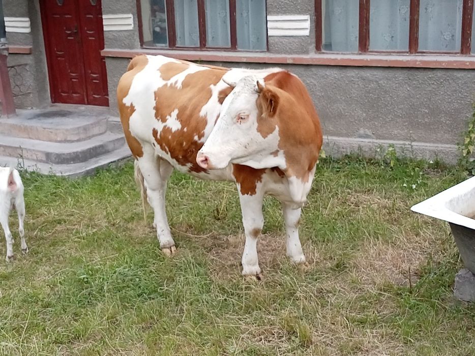 Vaci de vanzare.