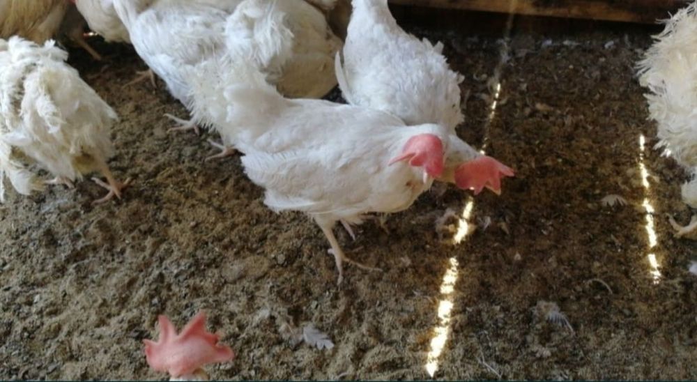 куры-несушки белые