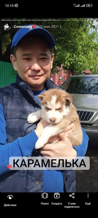 Хаски на вязку, кобель