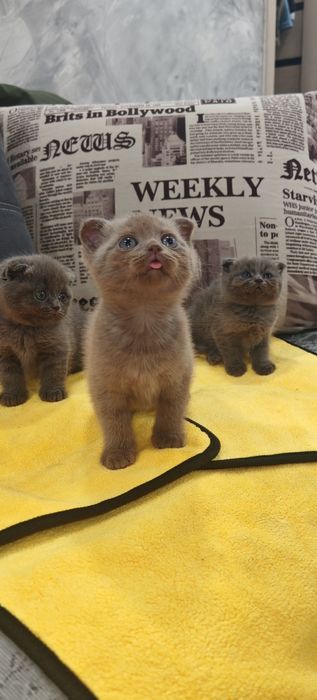 Котята шотландцы