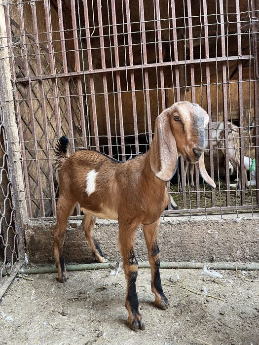 Vand doua iede anglonubiene din parinti cu pedigree din Cehia si Slovacia