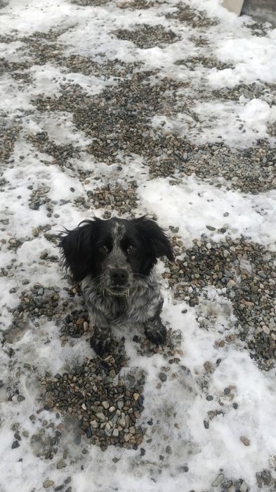 Русский спаниель