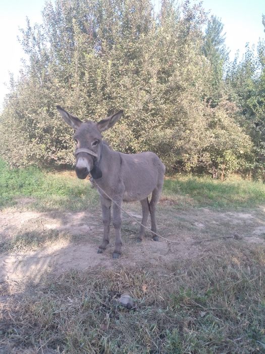 Massaj jinsiy aloqa video