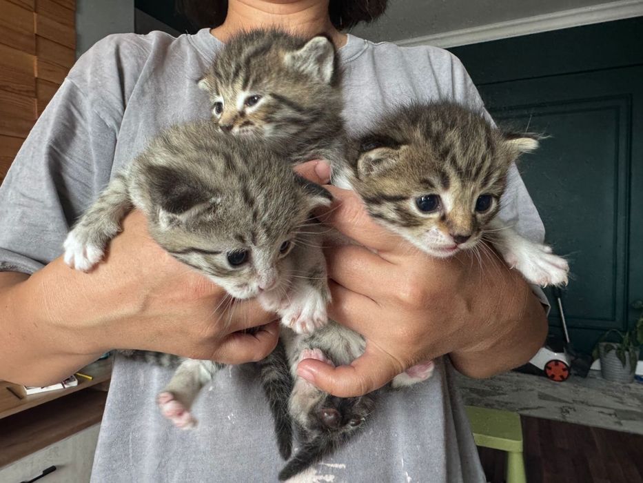 Отдам котят красивых и милых