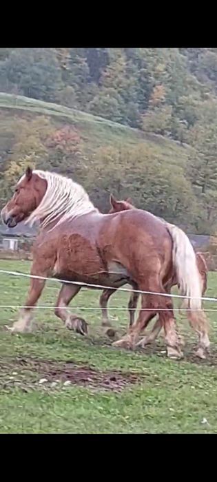 Vând mânz semigreu