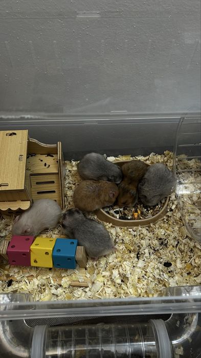 Клетка  новая для хомяка