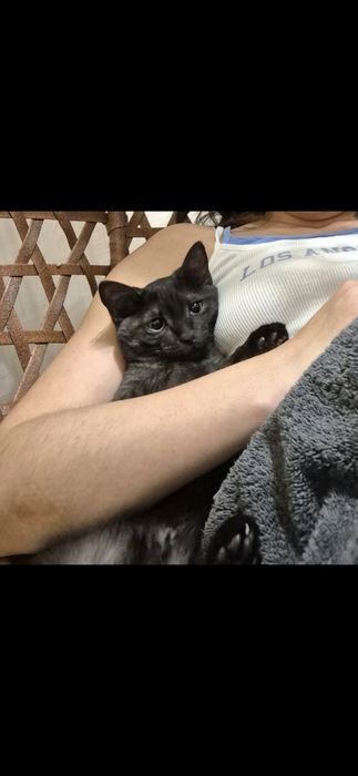 Отдам кошку в добрые руки