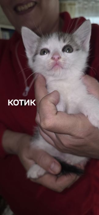 Отдам котят в добрые руки