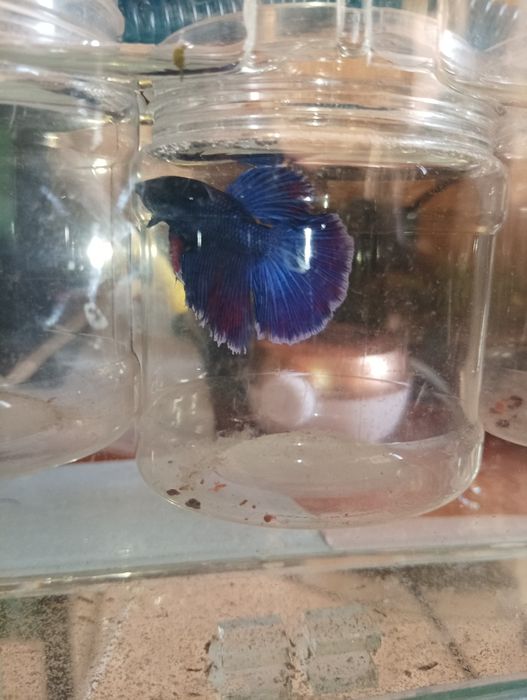 Петушок балик месний