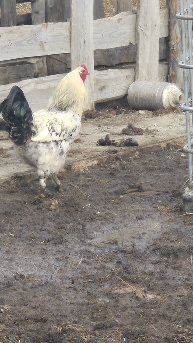 Продаю петухов.