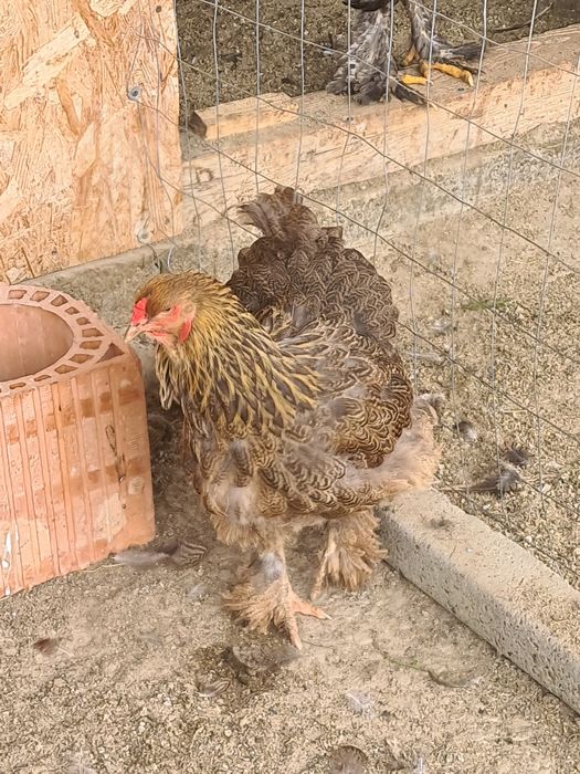 Cocosi,gaini Brahma potarnichiu,albastru si negru