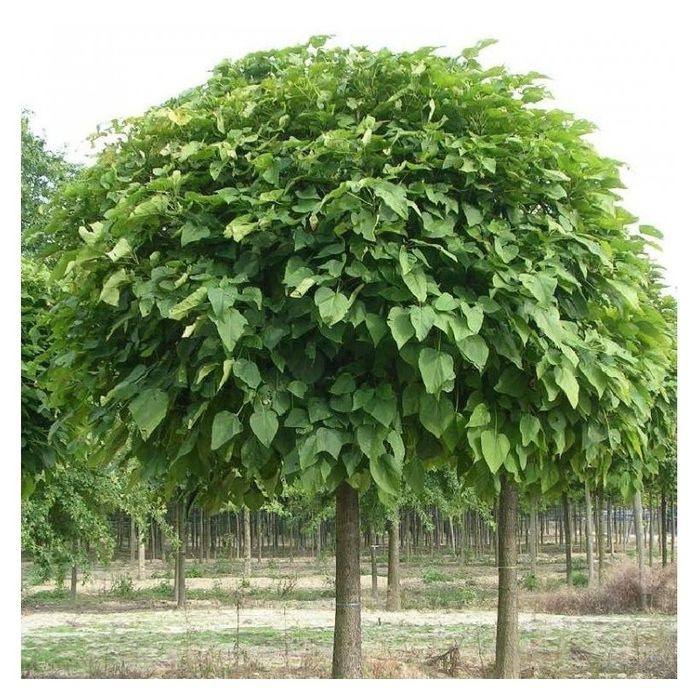 Catalpa (Nana ) .