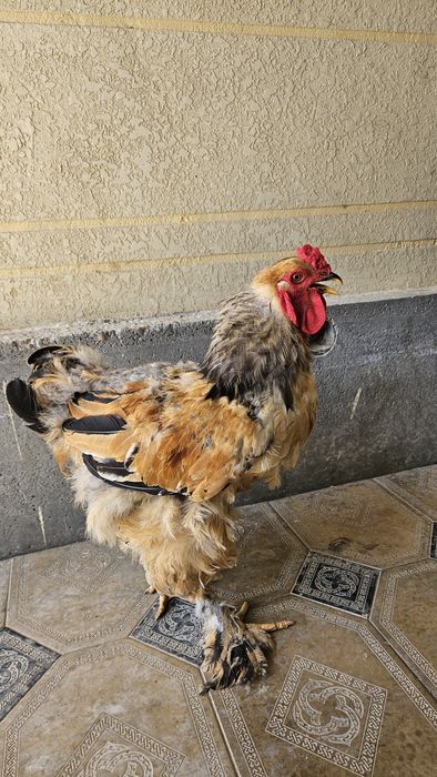 Brama xo'rozlari sotiladi