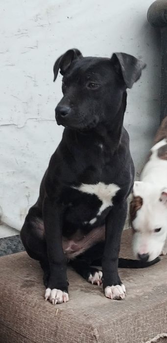 американский питбультерьер 2,5 года