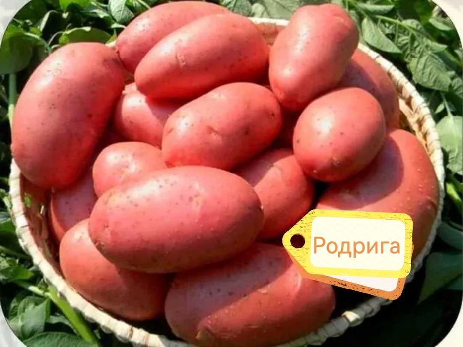 Картофель семенной 5 сортов