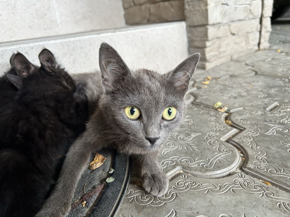 Котята и кошка