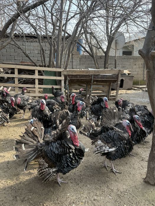 Үндіктер сатылады/ Продается Индюки