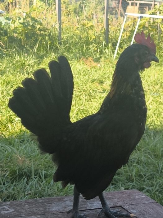 Perechi Bantam jucăușe și destepte