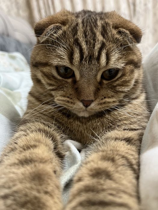 Отдам кота в добрые руки