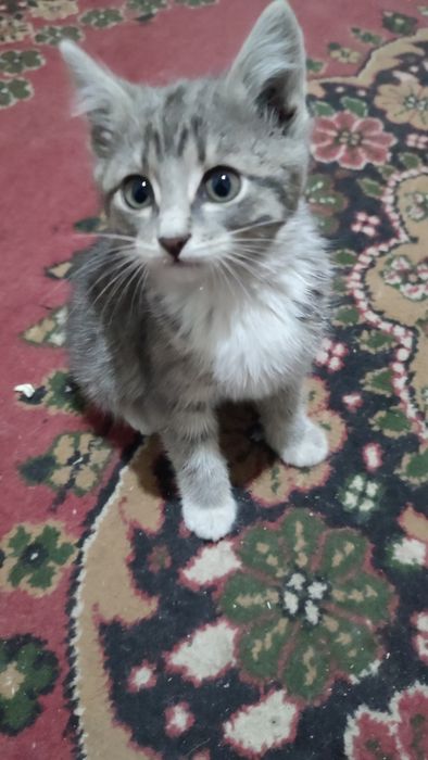 Отдаю Котят в добрые руки