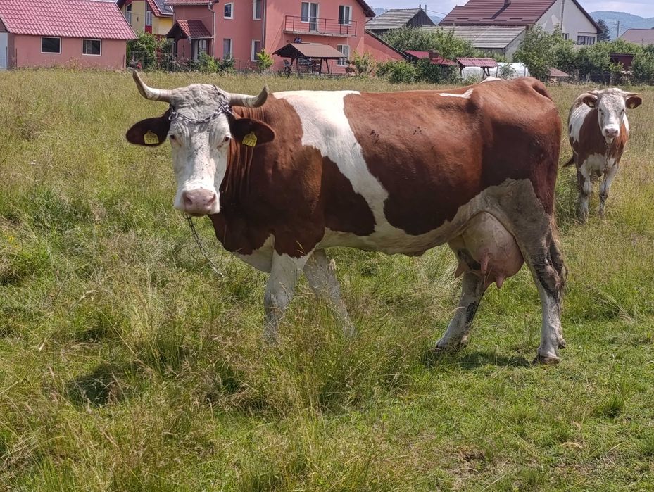 Vând 2 vaci Bălțată românească și viței