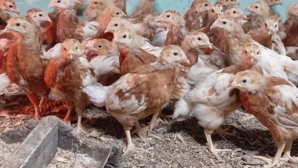 Несушки ломан браун