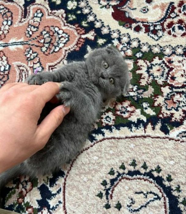 Zotdor Shotland mushuklari