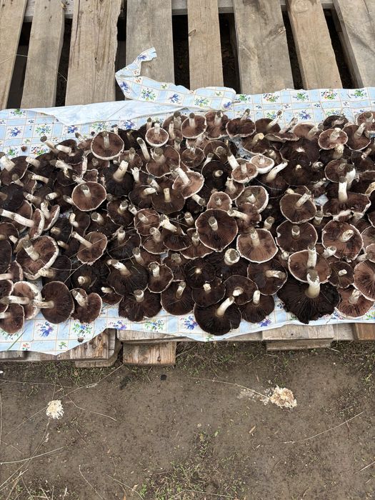 Продам шампиньоны