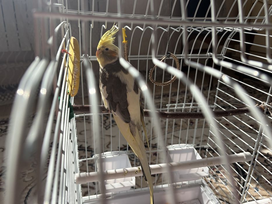 Продам попугая корелла