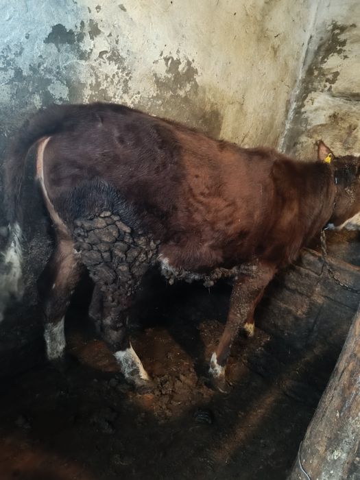 Продаю Бычкова телок