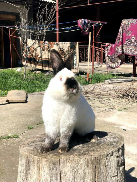 Kalif Kaliforniya Калиф Калифорния кролик quyon