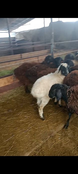 Ургашы токтылар сатылады