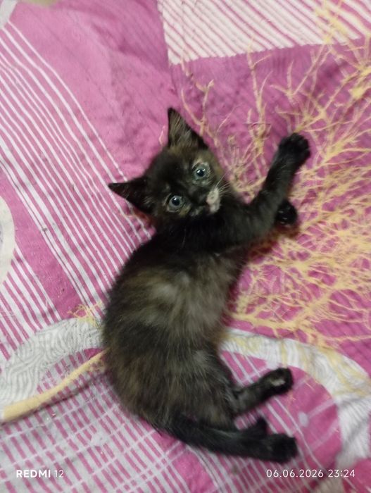 Отдам котят в добрые руки