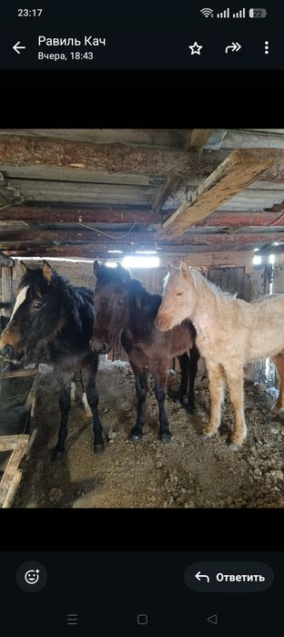 Продам жеребят по 10 месяцев цена 280000