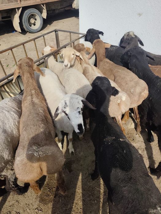 Қойлар    Бараны