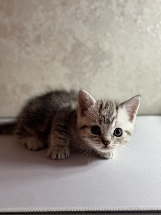 продам шотланских котят