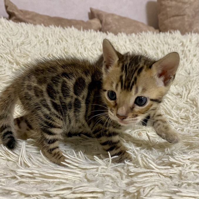 Бенгальская кошка